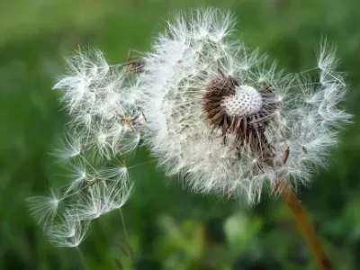 Le printemps arrive avec sa vague d'allergènes !